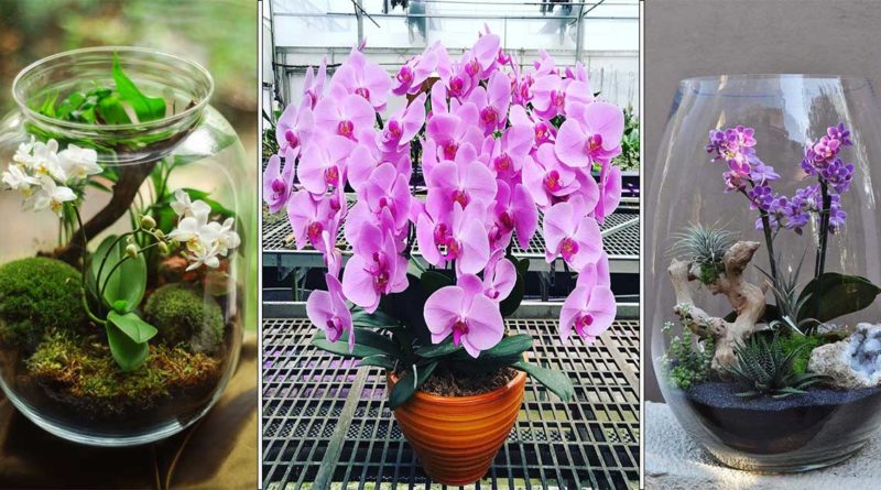 floraison orchidee