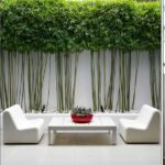 Mettre en terre et entretenir un bambou, une plante exotique