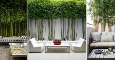 plantation bambou