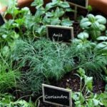 Plantes médicinales; choix et cultures