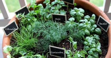 plante medicinale pot