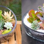 Les Plantes Succulentes : culture et entretien