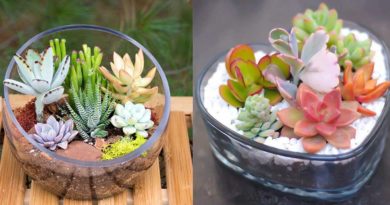 plante succulente