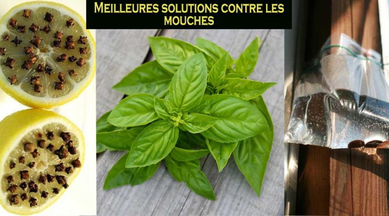 solutions contre les mouches