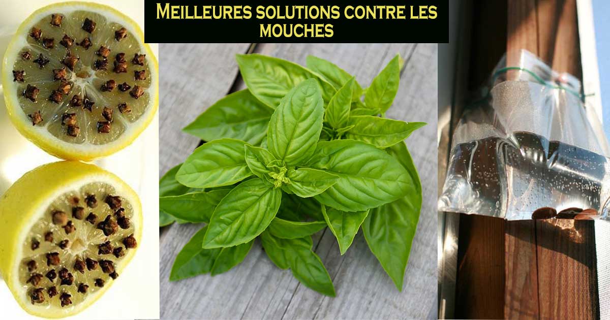 Anti Mouche Fait Maison Ventana Blog