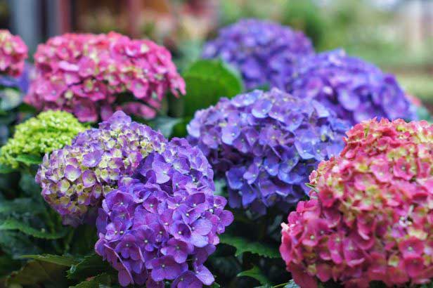 types hortensias