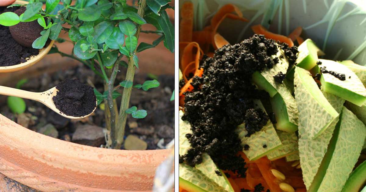 Quand mettre du marc de café au pied des tomates ?