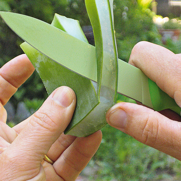 extraction gel aloe vera