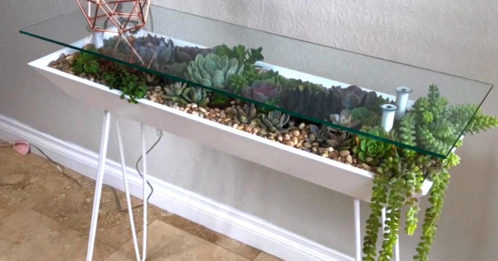 table terrarium plantes succulentes