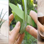 Aloe vera : culture en pots, extraction et utilisations