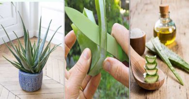 culture aloe vera en pot