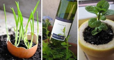 astuces jardin malin