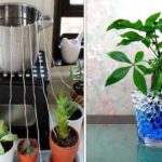 7 Astuces pour prendre soin de ses plantes avant de partir en voyage