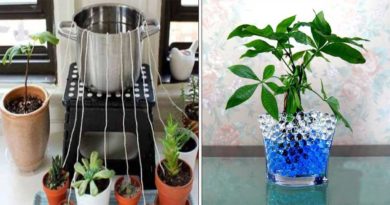 astuces plantes voyage