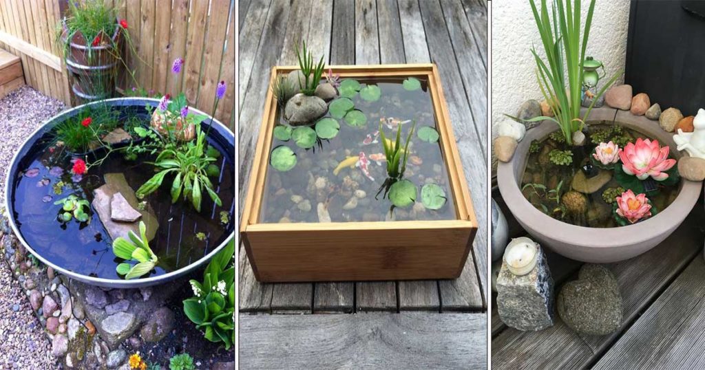 choix plantes aquatiques