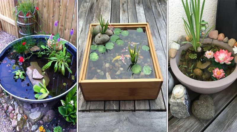 choix plantes aquatiques