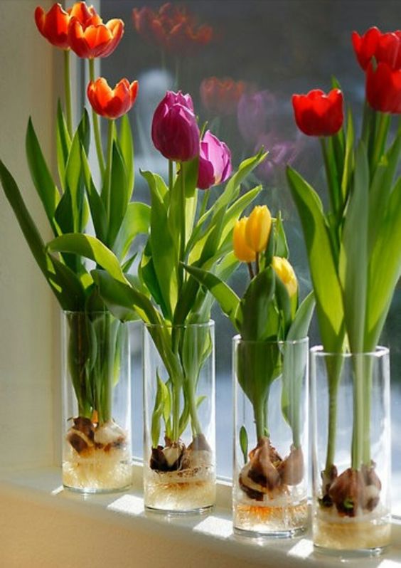 Culture tulipes : plantation & entretien tulipes au jardin ou a l'interieur