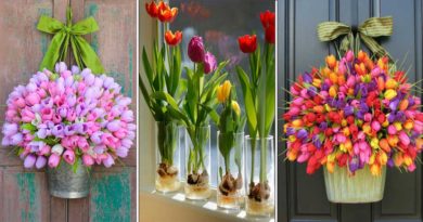 culture tulipe
