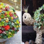 Astuces faciles pour faire pousser des plantes succulentes dans la fibre de coco !