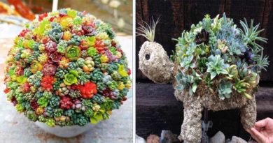 formations plantes succulentes