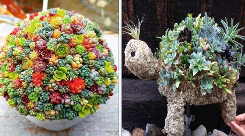 formations plantes succulentes