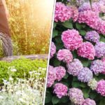 Tout sur le jardinage au mois d’août