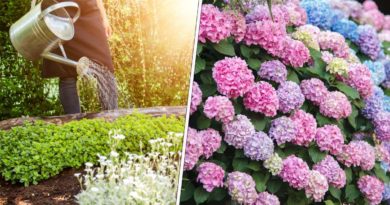 jardinage mois aout
