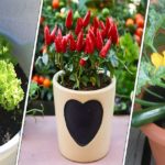 Liste des fruits et des légumes qu’on peut cultiver facilement en pots