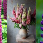 Comment cultiver et entretenir des lupins dans son jardin ?