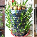 Créez votre potager vertical en recyclant les bouteilles en plastique