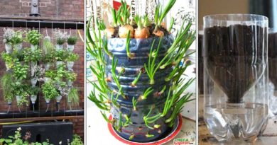 potager vertical bouteille plastique