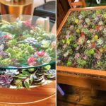 Suivez ces étapes faciles pour créer des tables avec des plantes succulentes