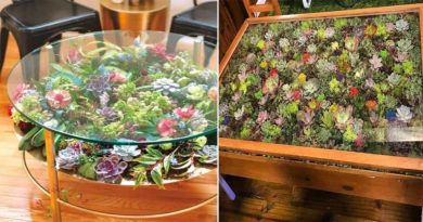 table plantes grasses