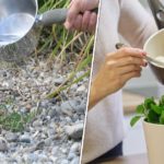 Découvrez les utilisations pratiques des eaux de cuisson
