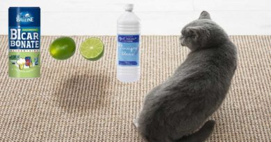 nettoyage odeur urine chat