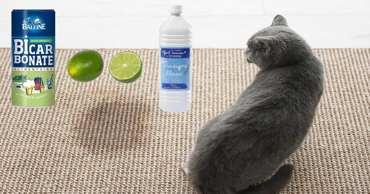 Astuces efficaces contre mauvaise odeur urine chat