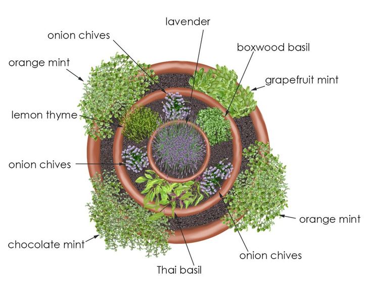 choix plante spirale aromatique