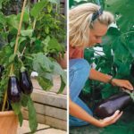 Cultiver des aubergines dans le jardin ou dans un bac