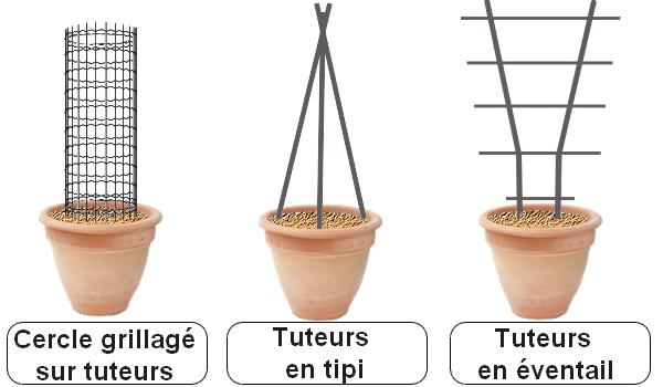 tuterage plantes grimpantes