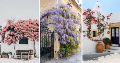 mur vegetal avec plantes grimpantes