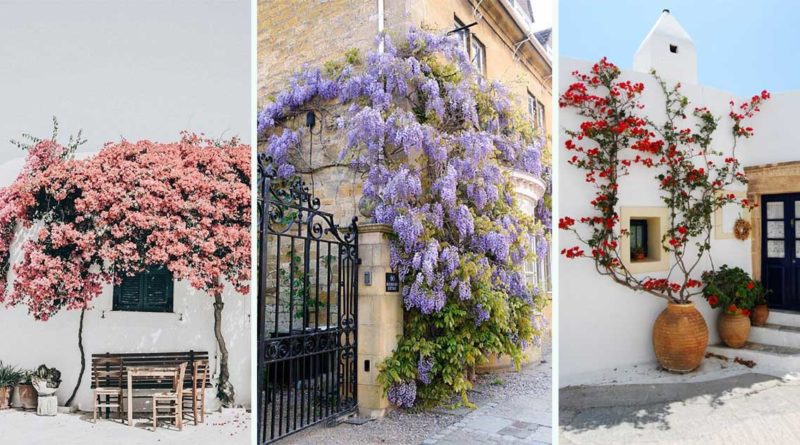 mur vegetal avec plantes grimpantes