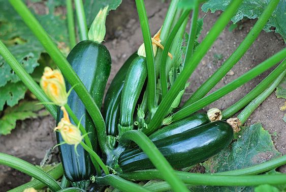 culture courgettes sol