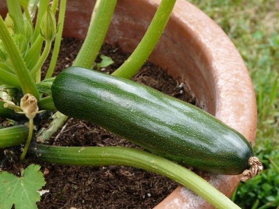 culture courgette pot