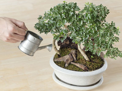 arrosage bonsai