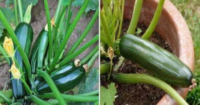 culture courgettes