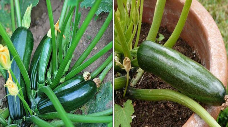 culture courgettes