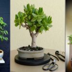 Entretenir et maîtriser la croissance des bonsaïs, des arbres miniatures