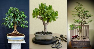 entretien bonsai