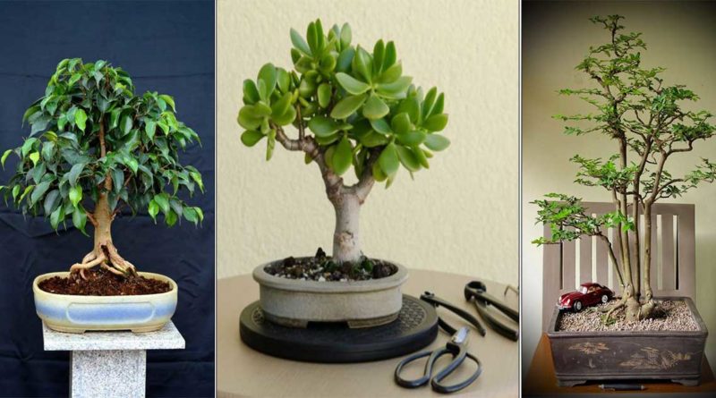 entretien bonsai