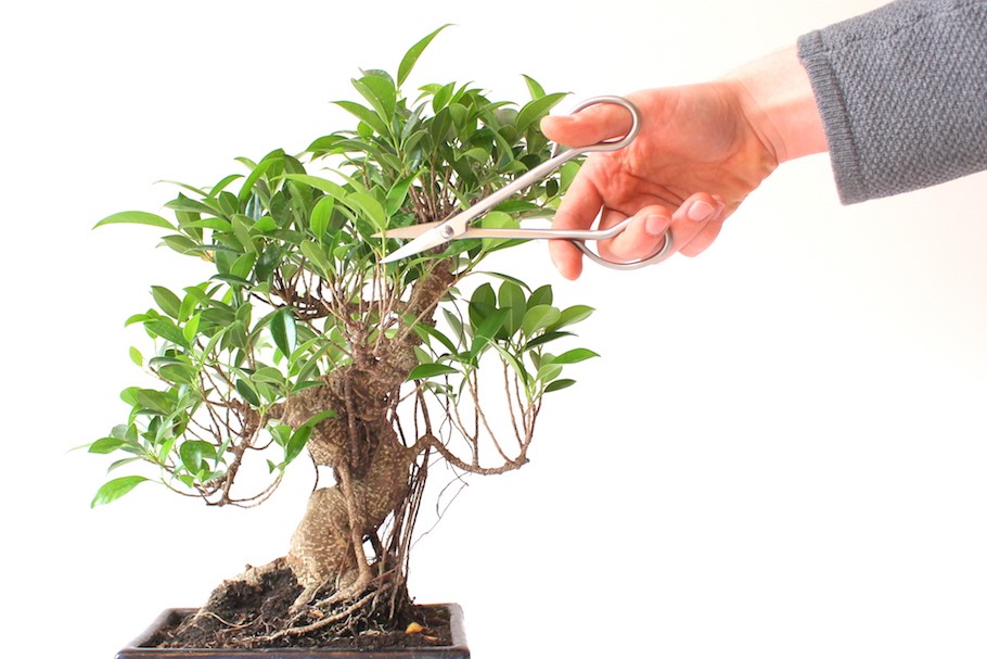 taille bonsai